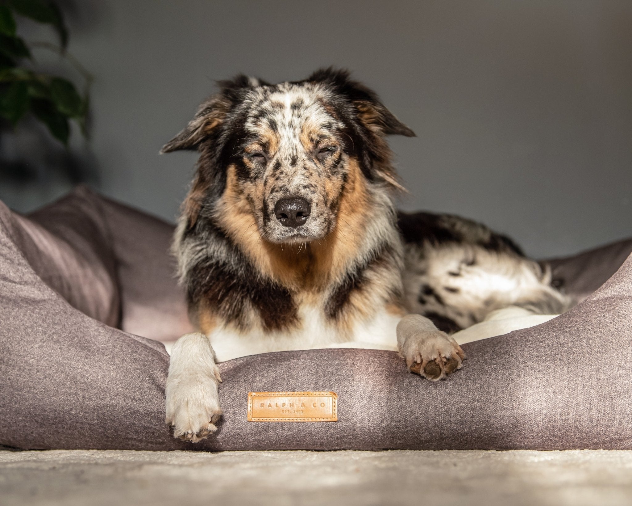 Become a dog model for Ralph and Co - Ralph & Co