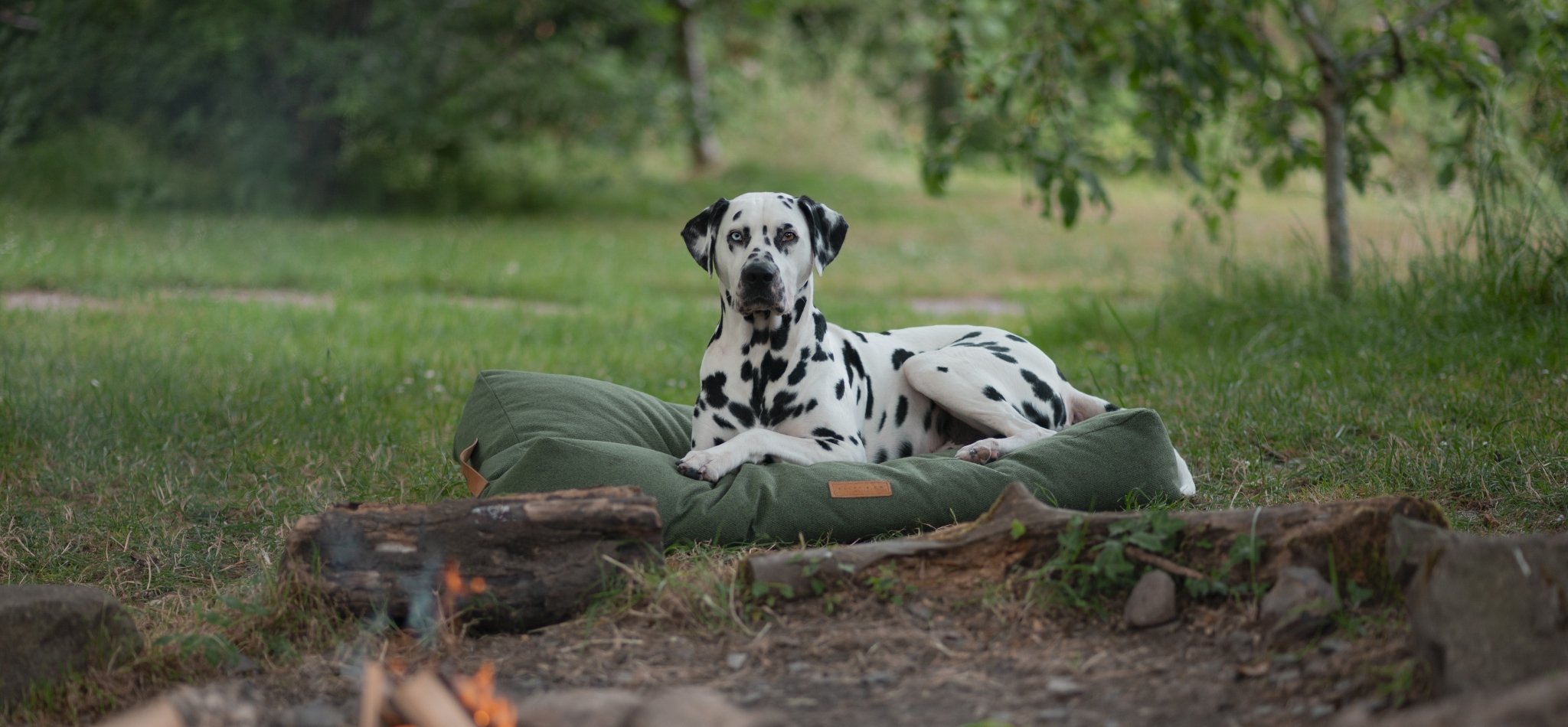 Behind the Scenes with a Dog Photographer and Content Creator - Ralph & Co