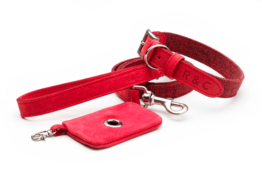 Brand New Collar & Lead - Ralph & Co