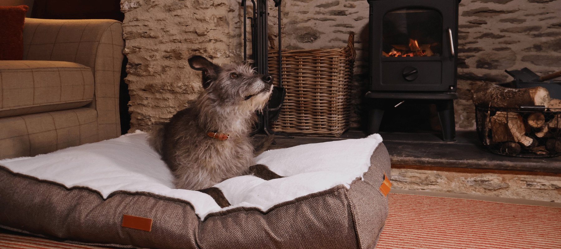 Choosing the right bed for your dog, at all stages of life - Ralph & Co