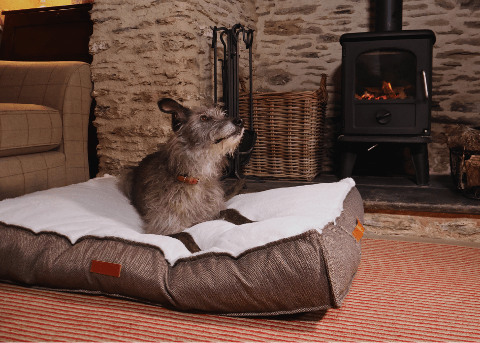 Choosing the right bed for your dog, at all stages of life - Ralph & Co
