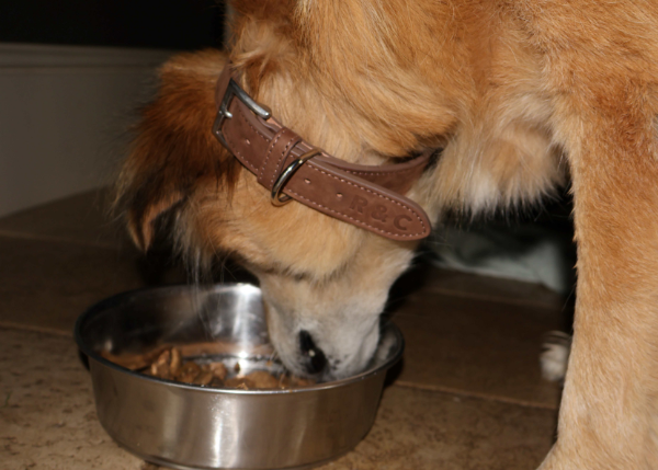 8 tasty treats to spice up your dog's dinner time