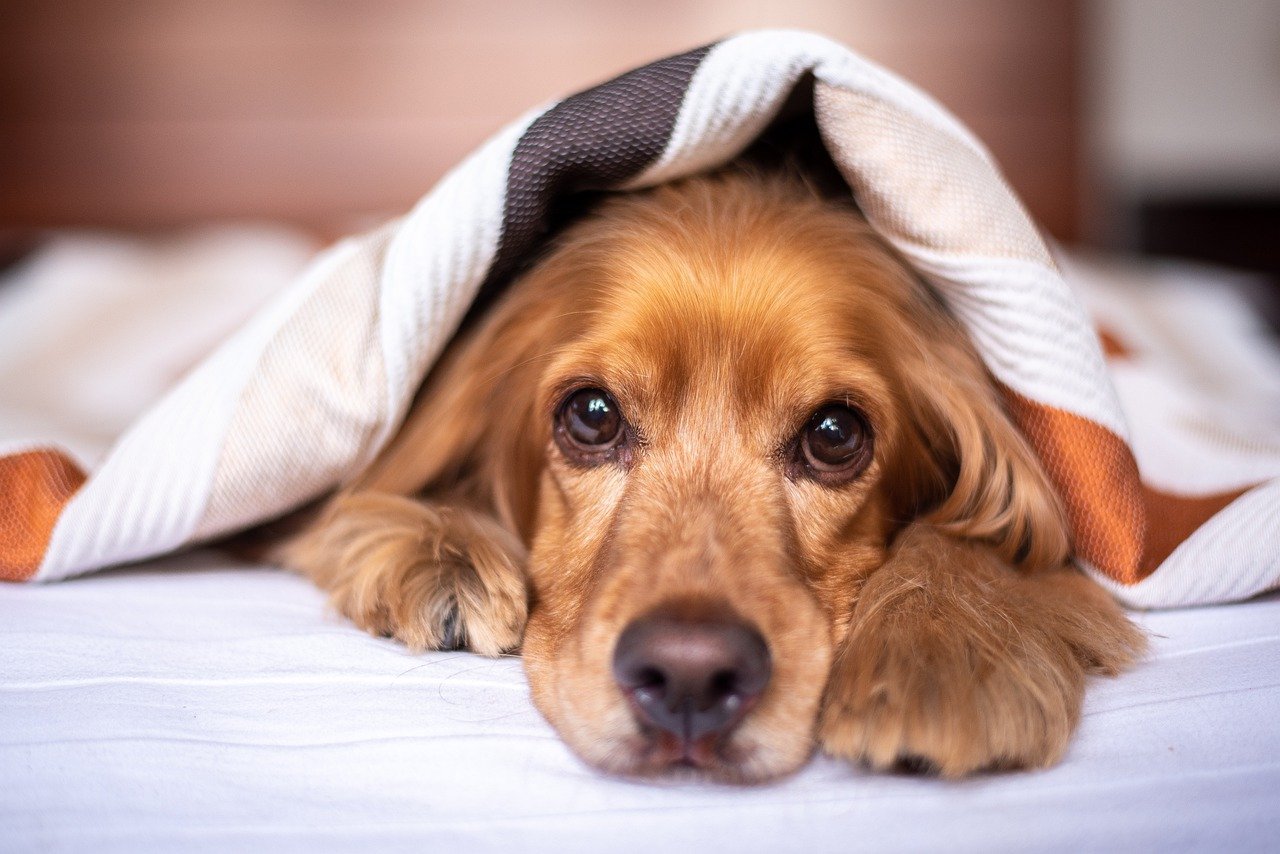 Finding the right dog bed for your pet…