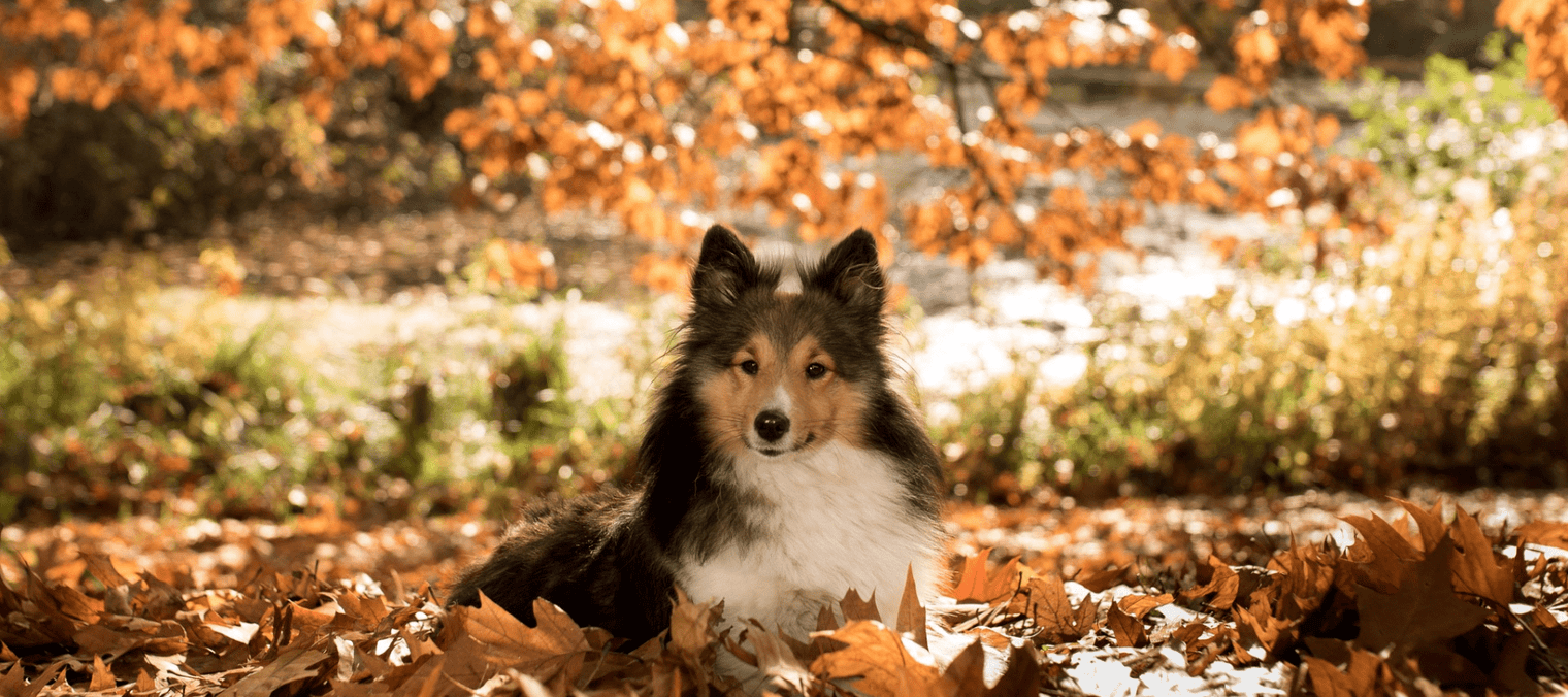Expert advice for autumnal dog walks… - Ralph & Co