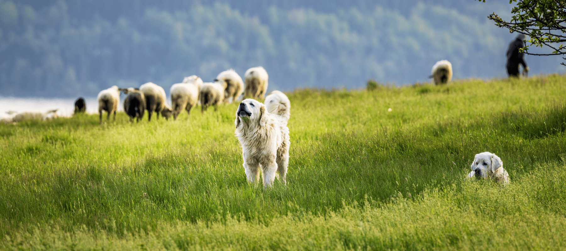 Global lessons in sleep: 5 things we can learn from how dogs around the world sleep - Ralph & Co