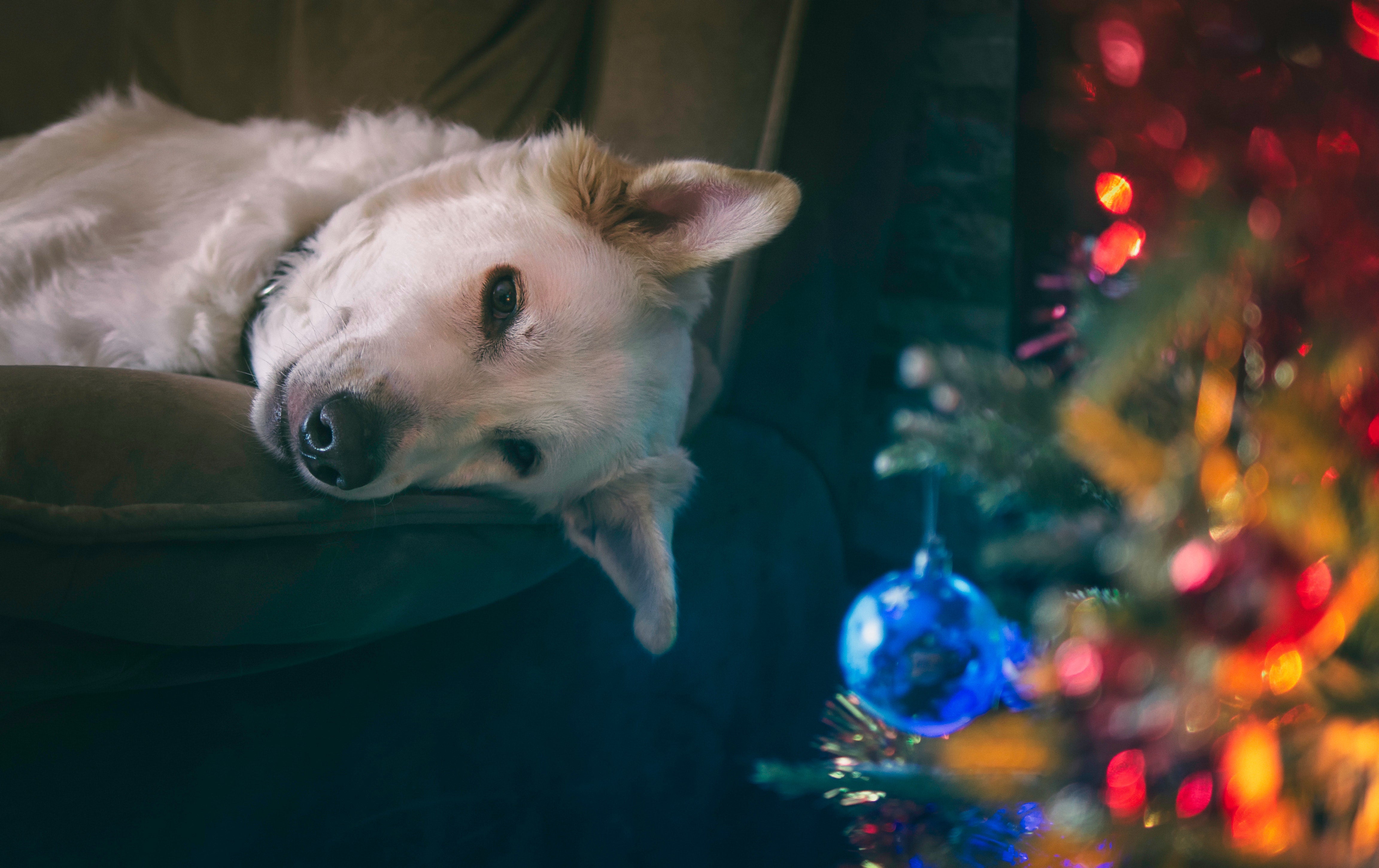 Cooking up a Christmas doggy dinner? Here’s what your dog can and can’t eat over the festive period