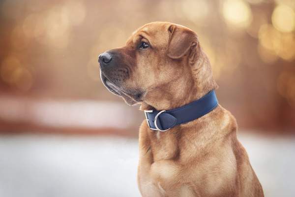 6 amazing facts about collars: the origins of the leather dog collar, the Invisible Fence and more
