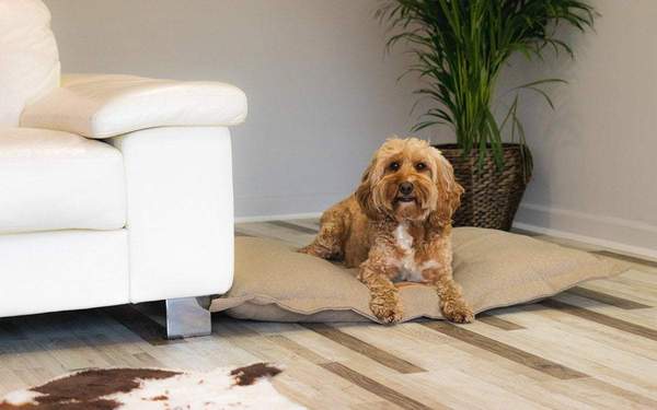 Four Canine Trends for 2019: From Leather Dog Beds and Fancy Dishware to Innovative Tech