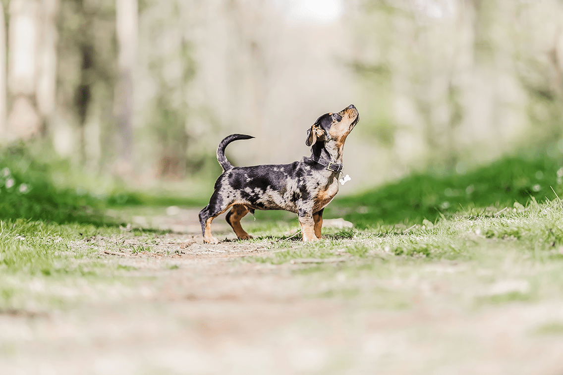 The best country walks to take with your dog - Ralph & Co