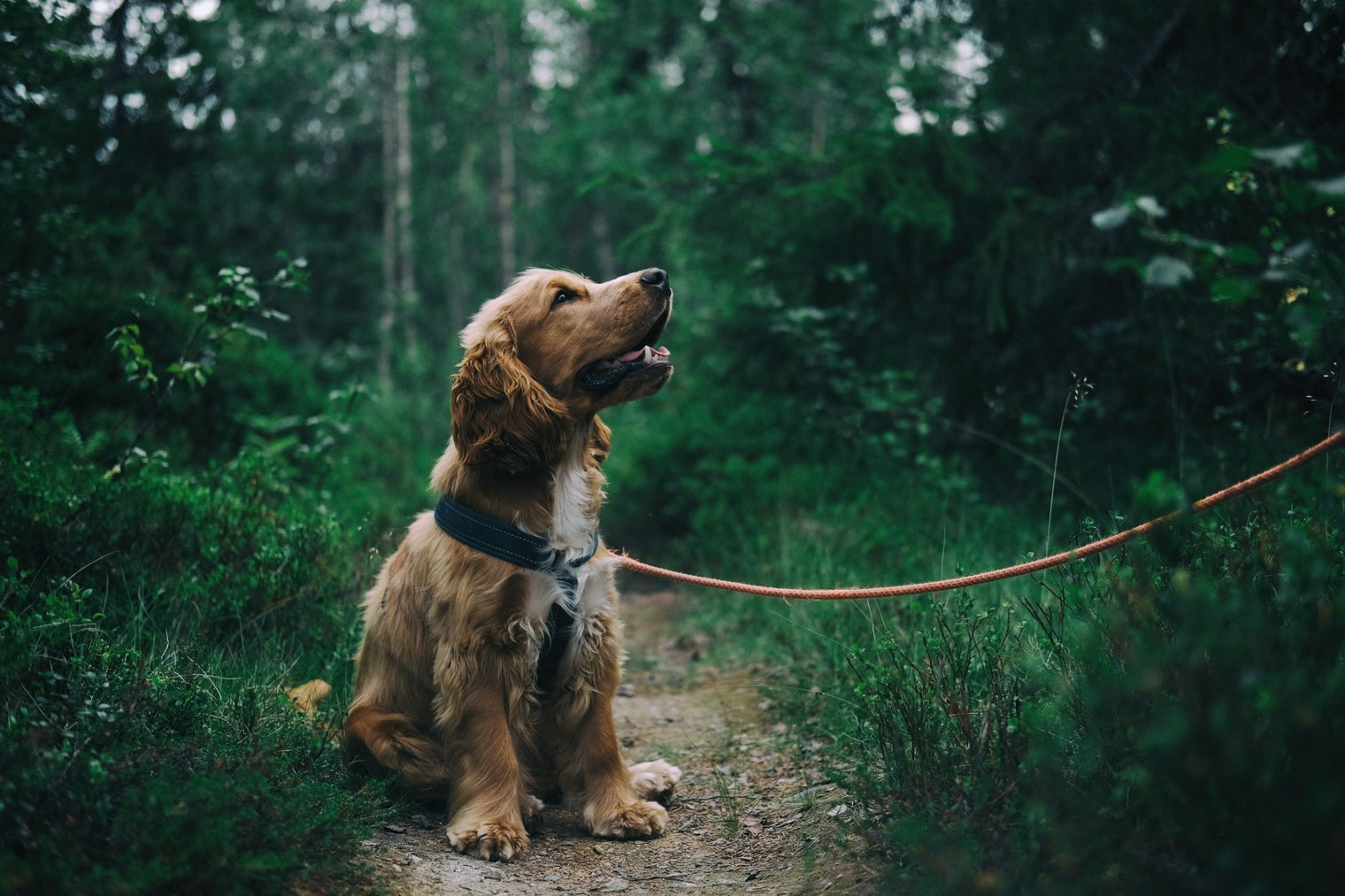 Top tips for introducing exercise into your dog's routine - Ralph & Co