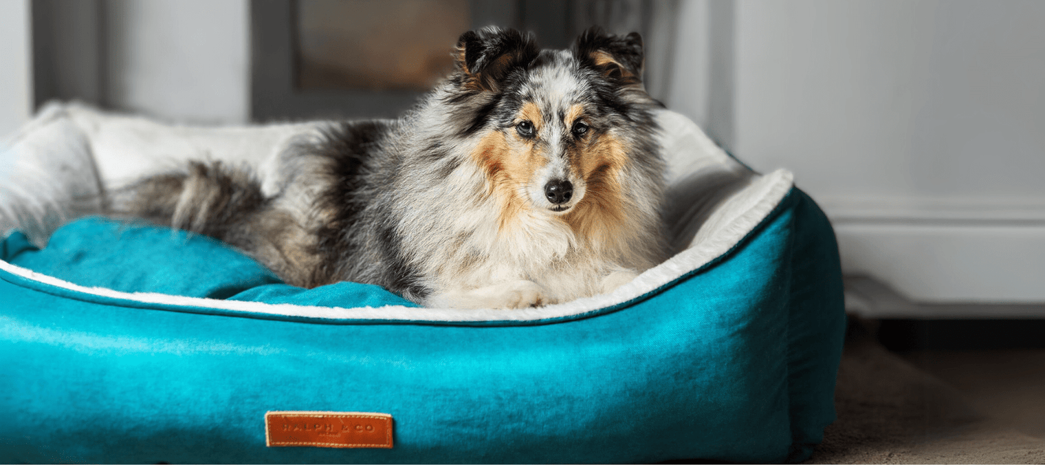 Wash, Rinse, Repeat: The Ultimate Guide to Keeping Your Dog’s Bed Clean and Comfy - Ralph & Co
