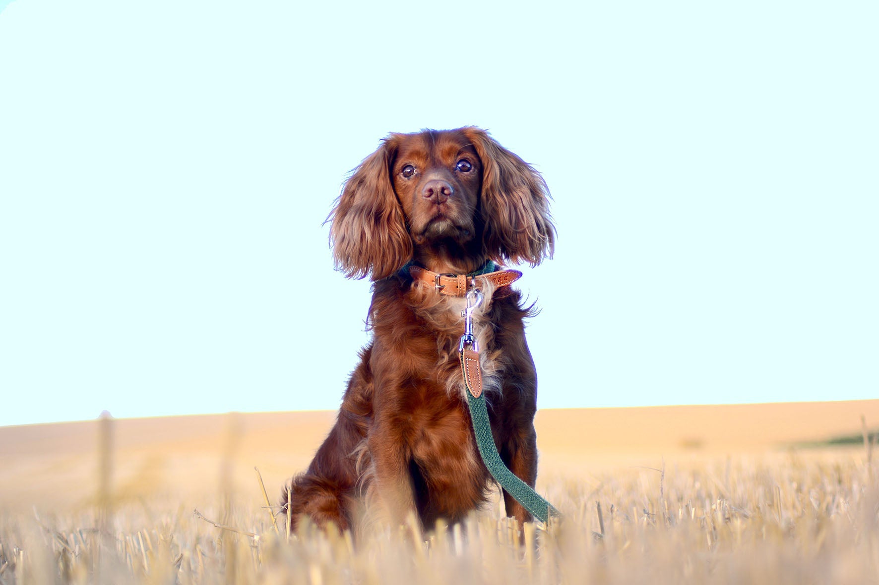 LEATHER COLLARS   & LEADS
