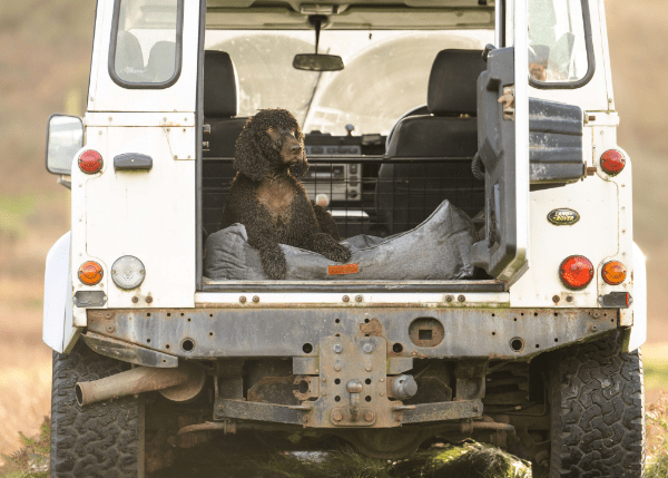 Waterproof Dog Beds - Ralph & Co