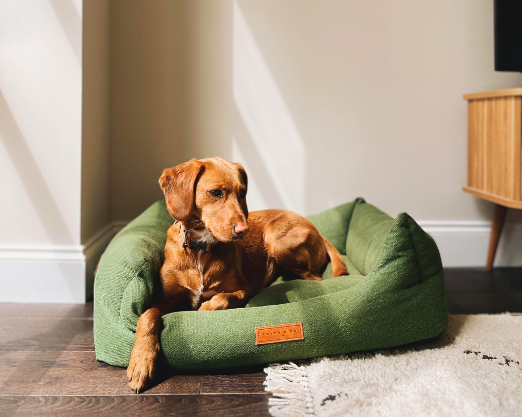 A golden dog sits in the green Richmond nest bed