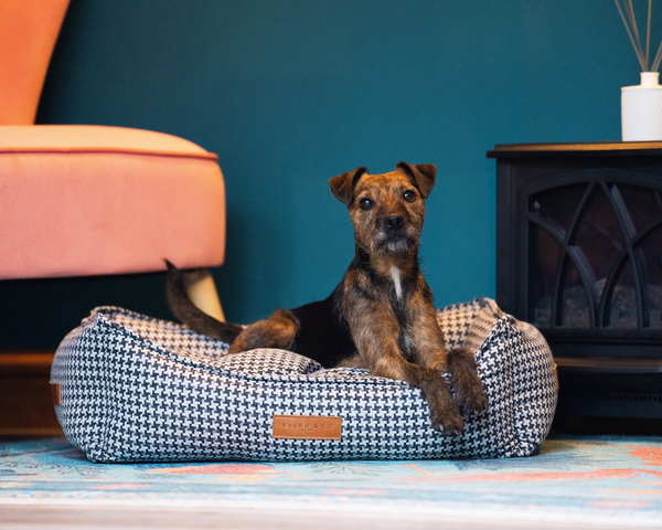A Jack Russell dog rests in a Kensington nest bed