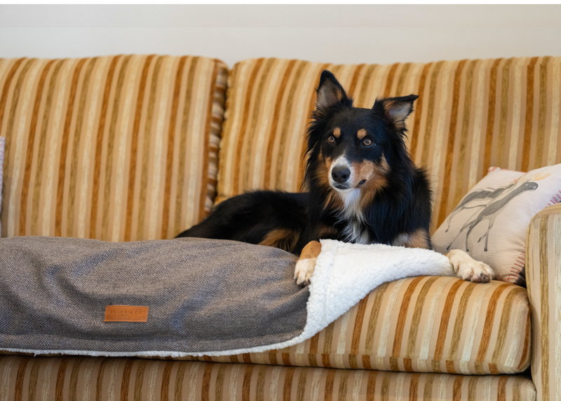 Best dog blanket deals