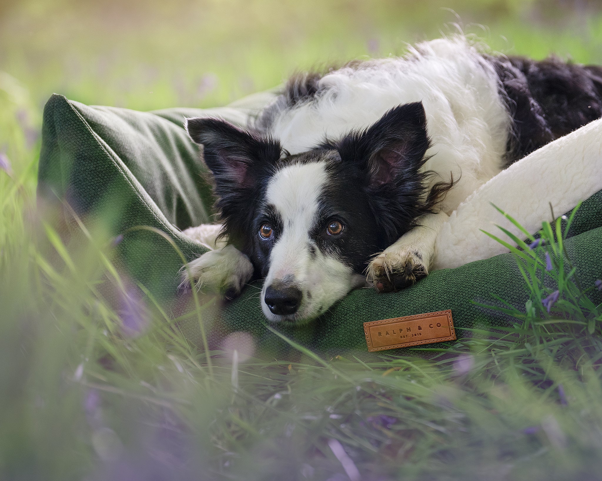 A border collie sleeps in a Richmond nest bed in a field of bluebells