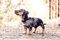 Load image into Gallery viewer, Black Leather Dog Collar - Ralph & Co
