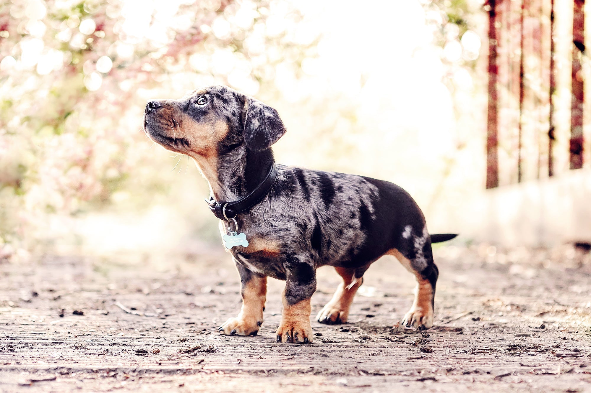 Black Leather Dog Collar - Ralph & Co