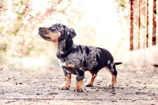 Black Leather Dog Collar - Ralph & Co
