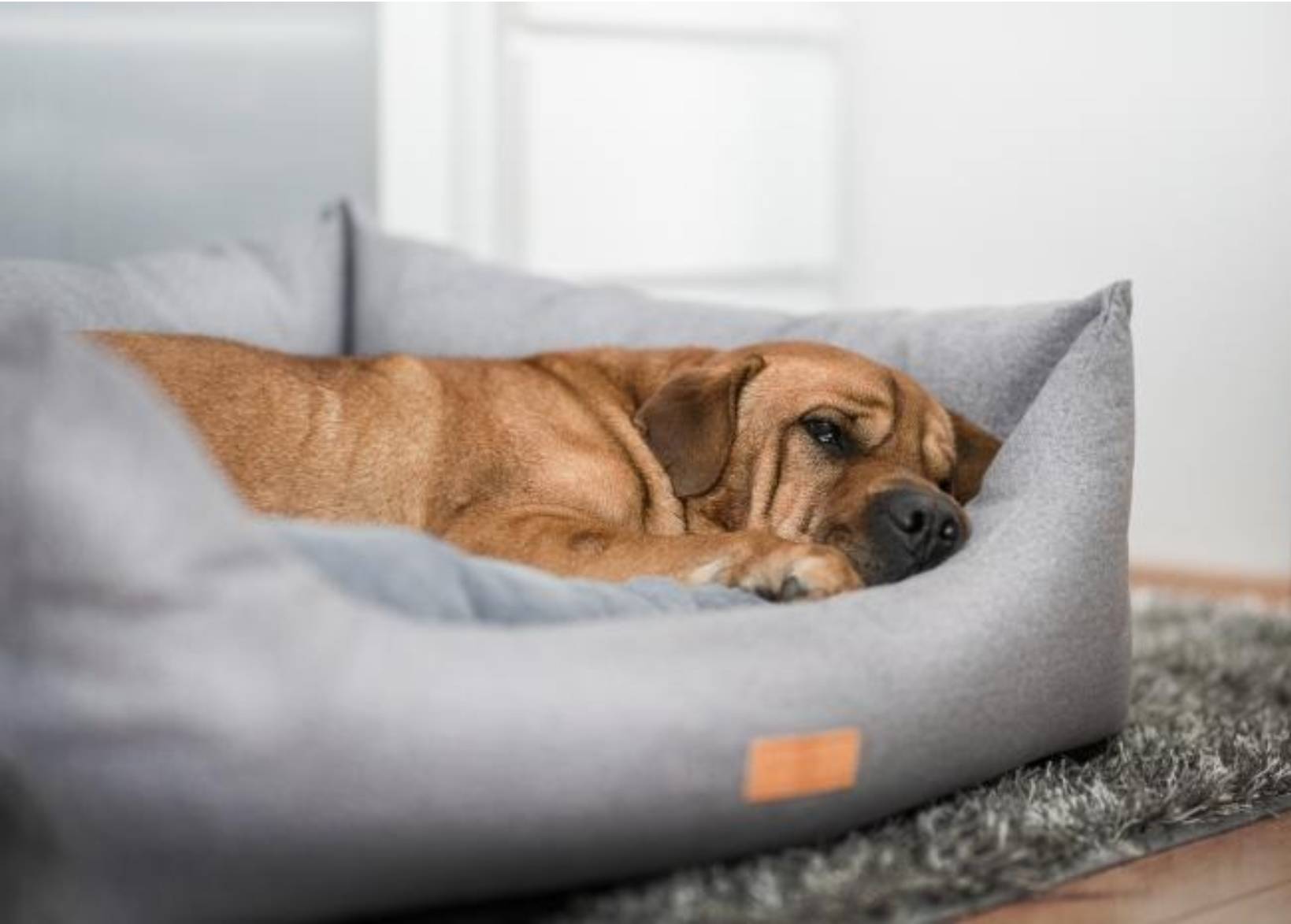 Chenille Nest Dog Bed | Dalton - Ralph & Co