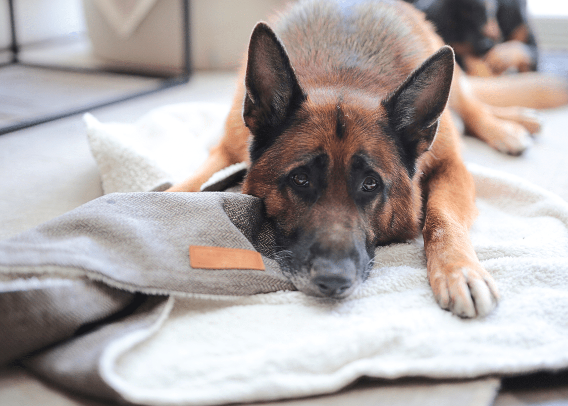 Luxury Washable Tweed Dog Blanket | Lincoln - Ralph & Co