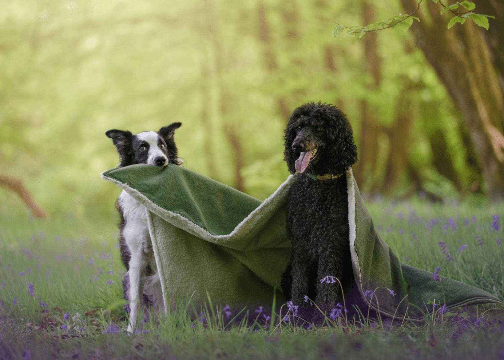 Luxury Washable Green Dog Blanket | Richmond - Ralph & Co
