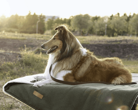 Luxury Washable Green Dog Blanket | Richmond - Ralph & Co