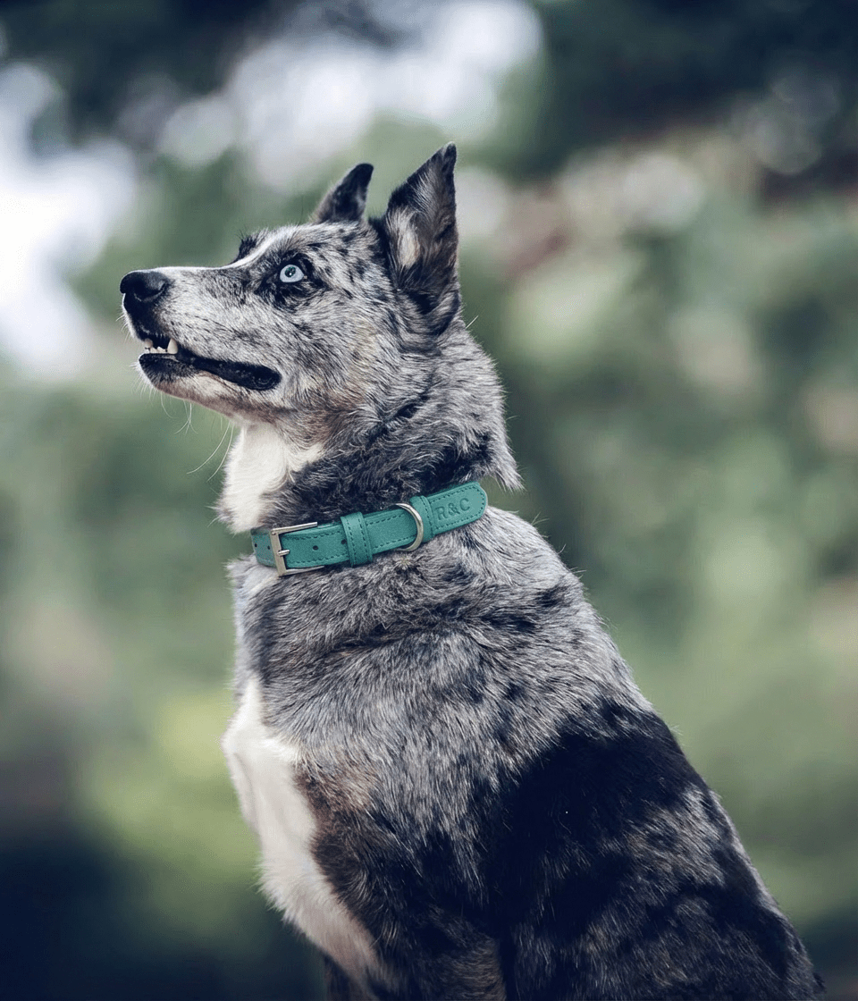 Duck Egg Blue Leather Dog Collar - Ralph & Co
