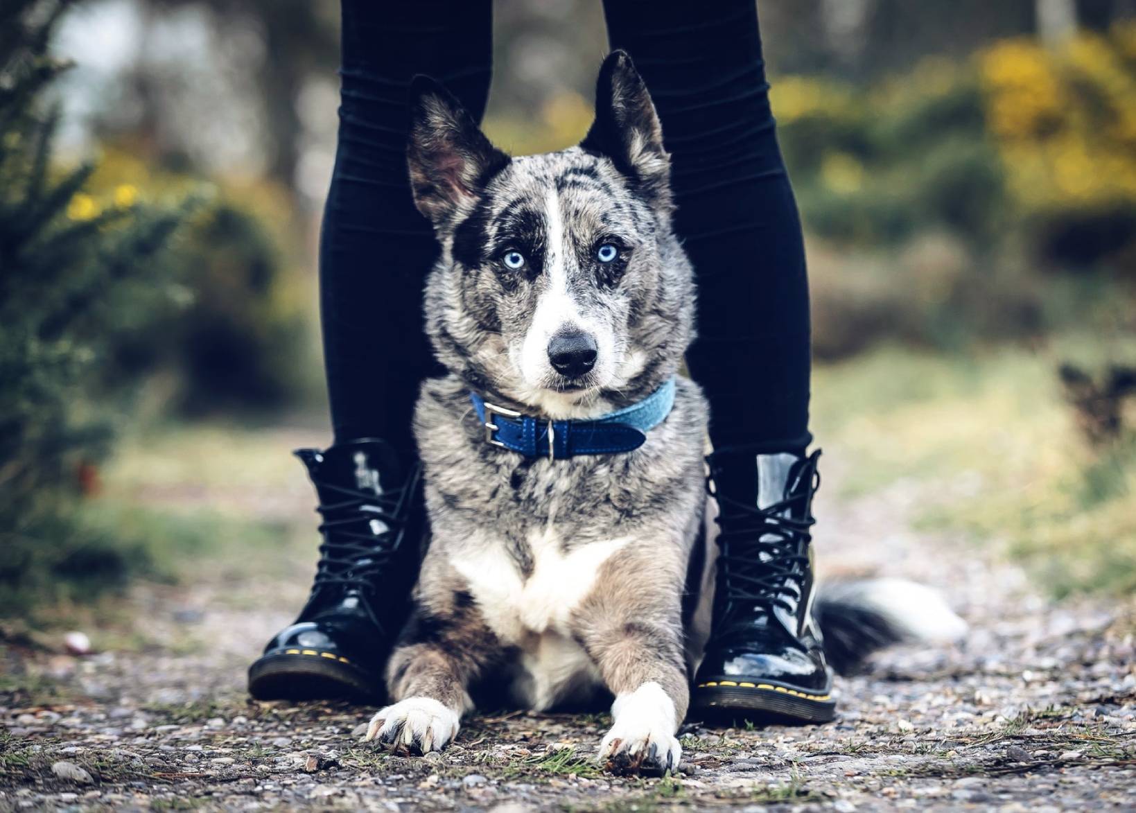 Fabric & Leather Collar - Rayleigh