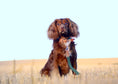 Load image into Gallery viewer, Fabric & Leather Lead - Richmond - Ralph & Co
