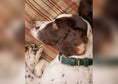 Load image into Gallery viewer, Green Leather Dog Collar - Ralph & Co
