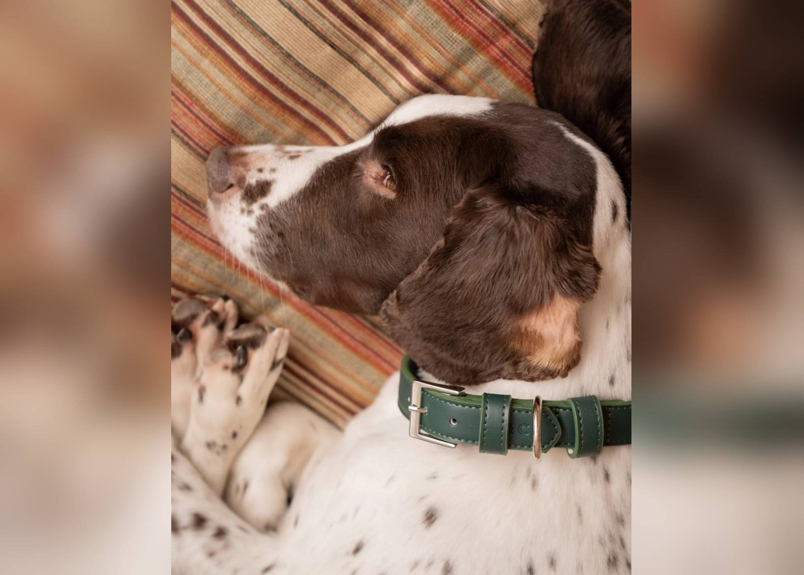 Green Leather Dog Collar - Ralph & Co