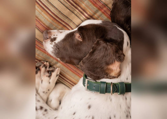 Green Leather Dog Collar - Ralph & Co