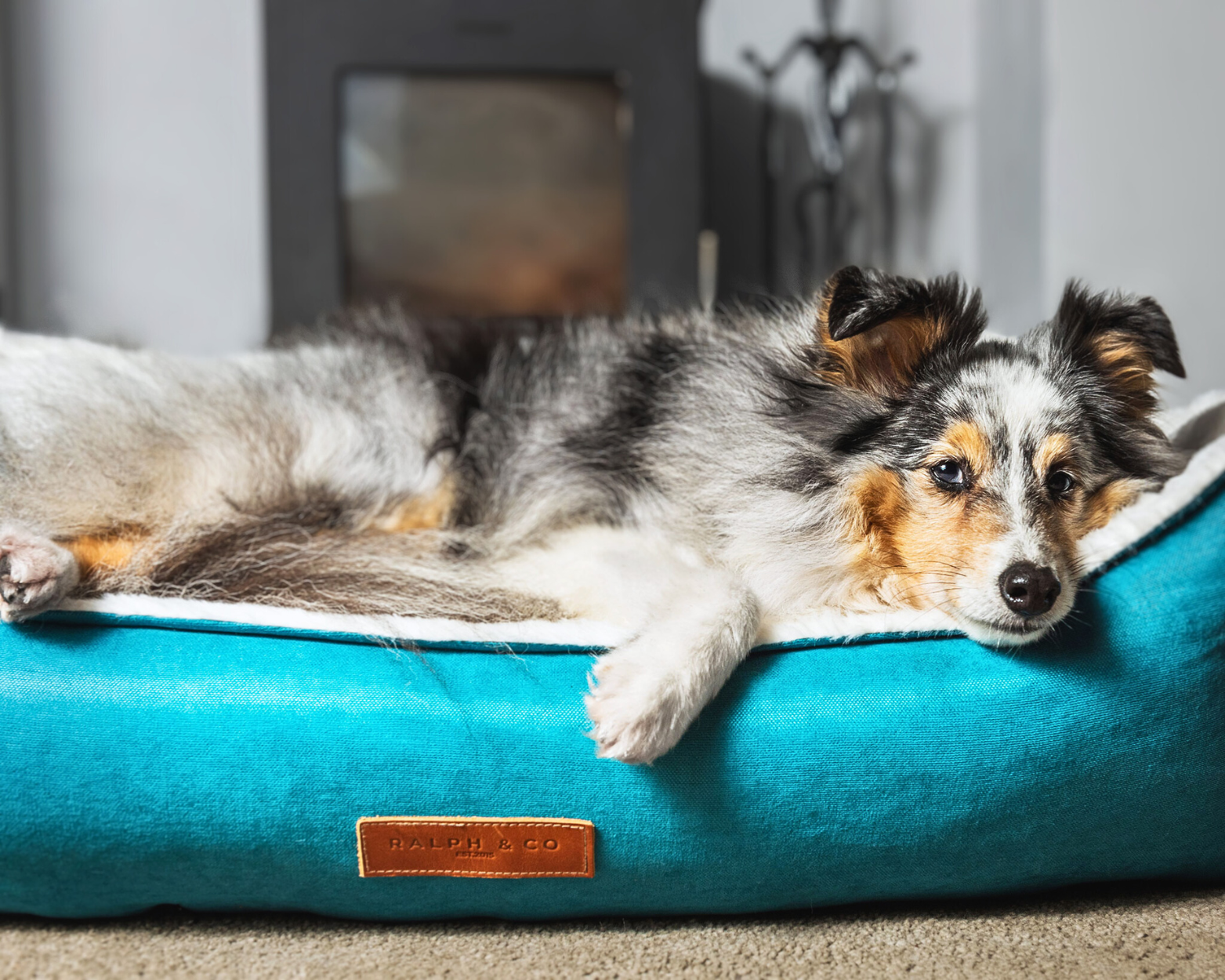 A collie lies down in the Hampton nest bed in a modern living space