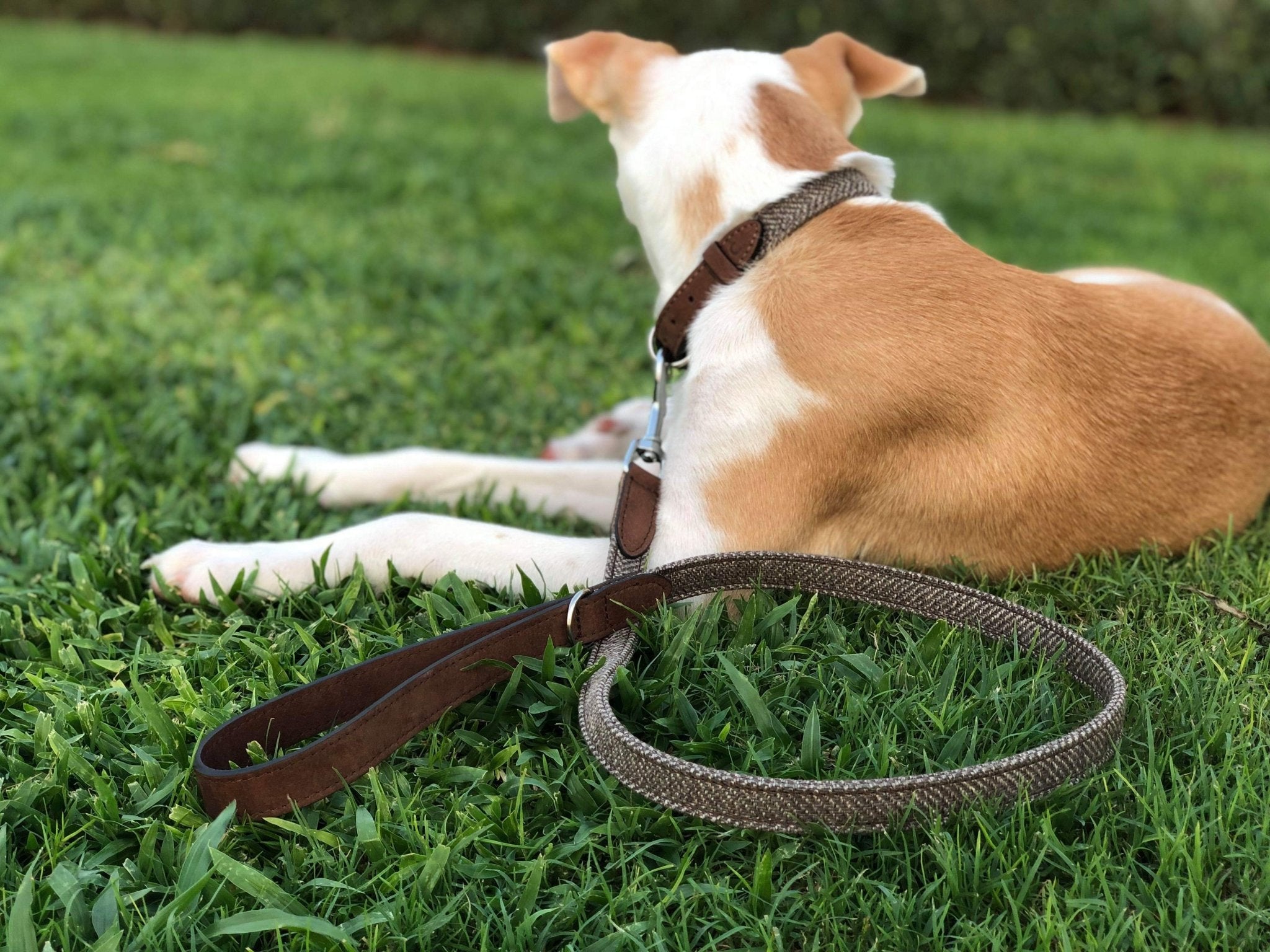 Herringbone & Leather Lead - Lincoln - Ralph & Co