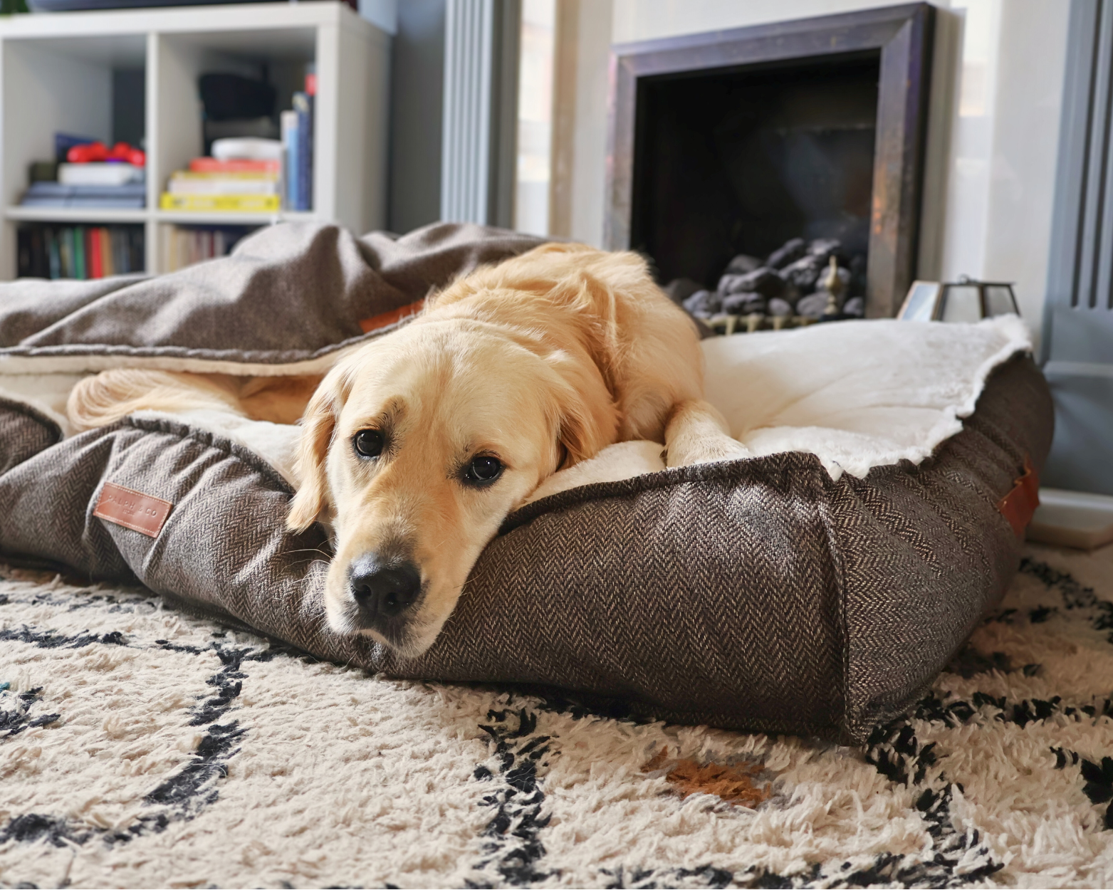 A golden lab snuggles into their Lincoln pillow bed with matching Lincoln blanket