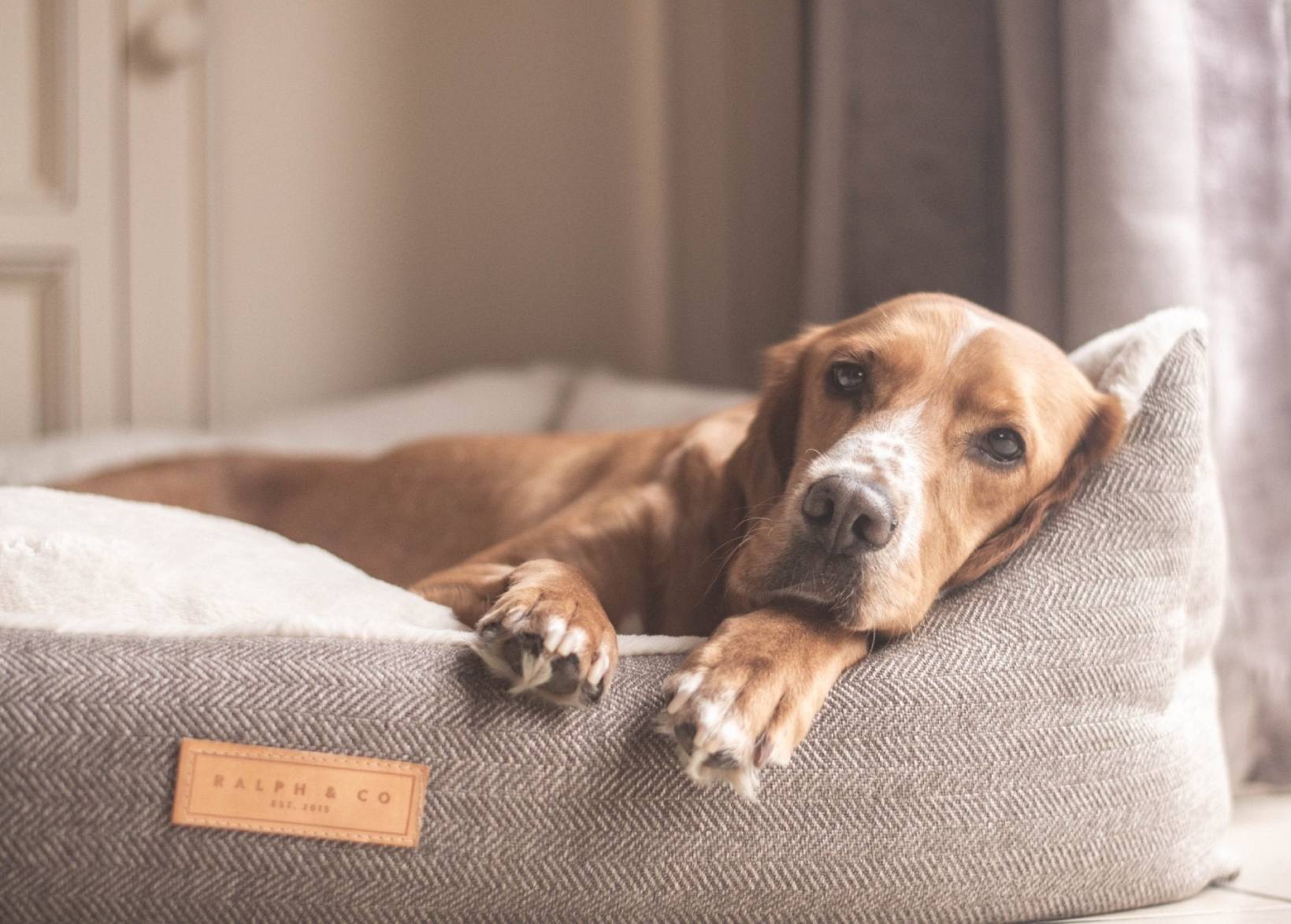 Luxury Tweed Dog Bed | Lincoln - Ralph & Co