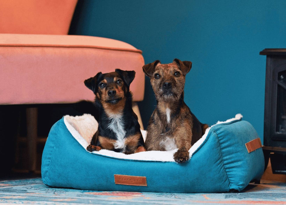 Luxury Velvet Dog Bed With Removable Covers | Hampton - Ralph & Co
