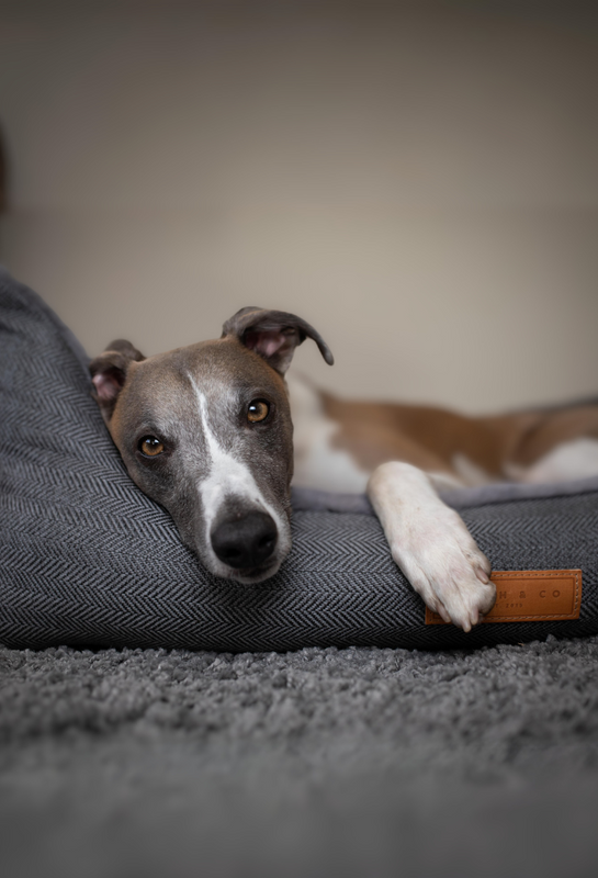 Fancy dog sales beds for sale