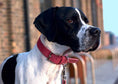 Load image into Gallery viewer, Nubuck Collar - Como - Ralph & Co
