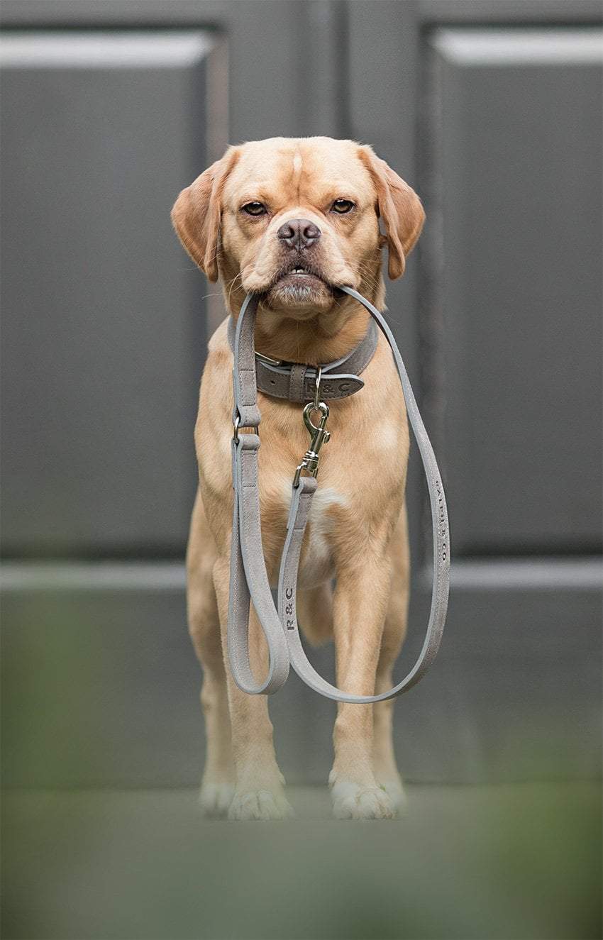 Nubuck Collar - Garda - Ralph & Co