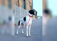 Load image into Gallery viewer, Nubuck Lead - Como - Ralph & Co
