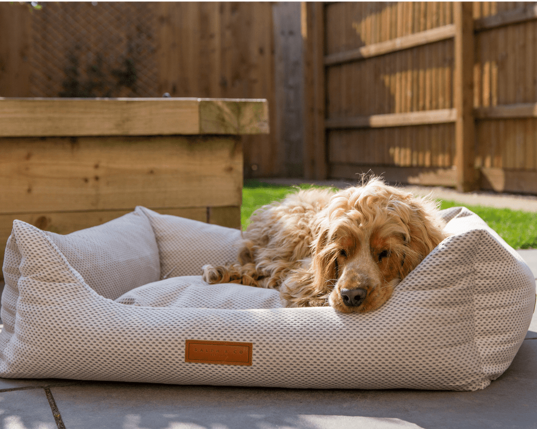 Orthopaedic Memory Foam Dog Bed | Beige - Ralph & Co