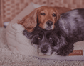 Load image into Gallery viewer, THE CHATSWORTH | LUXURY MEMORY FOAM BED - Ralph & Co
