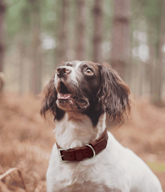 Oxblood Red Leather Dog Collar - Ralph & Co