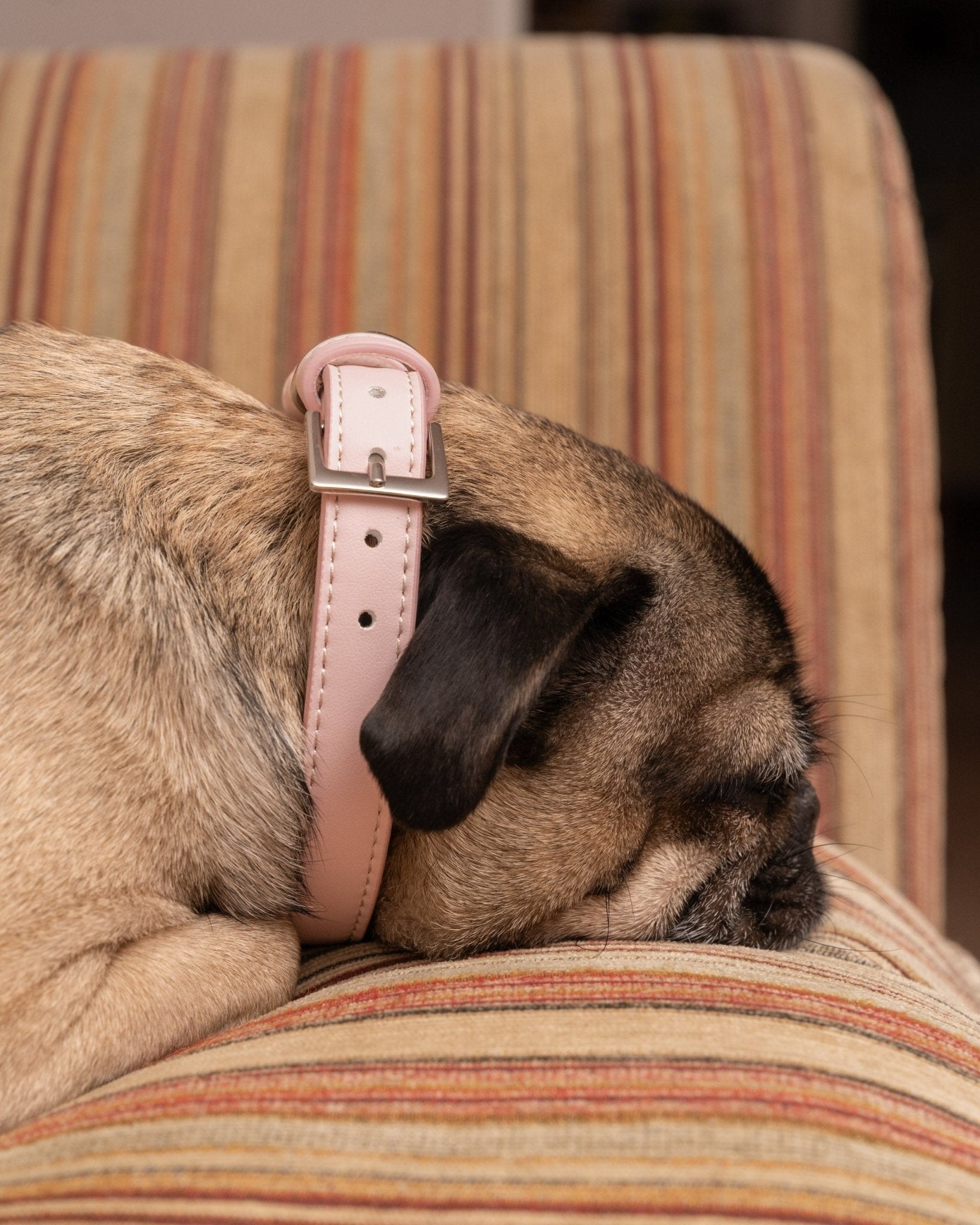 Pink Eco Leather Dog Collar - Ralph & Co