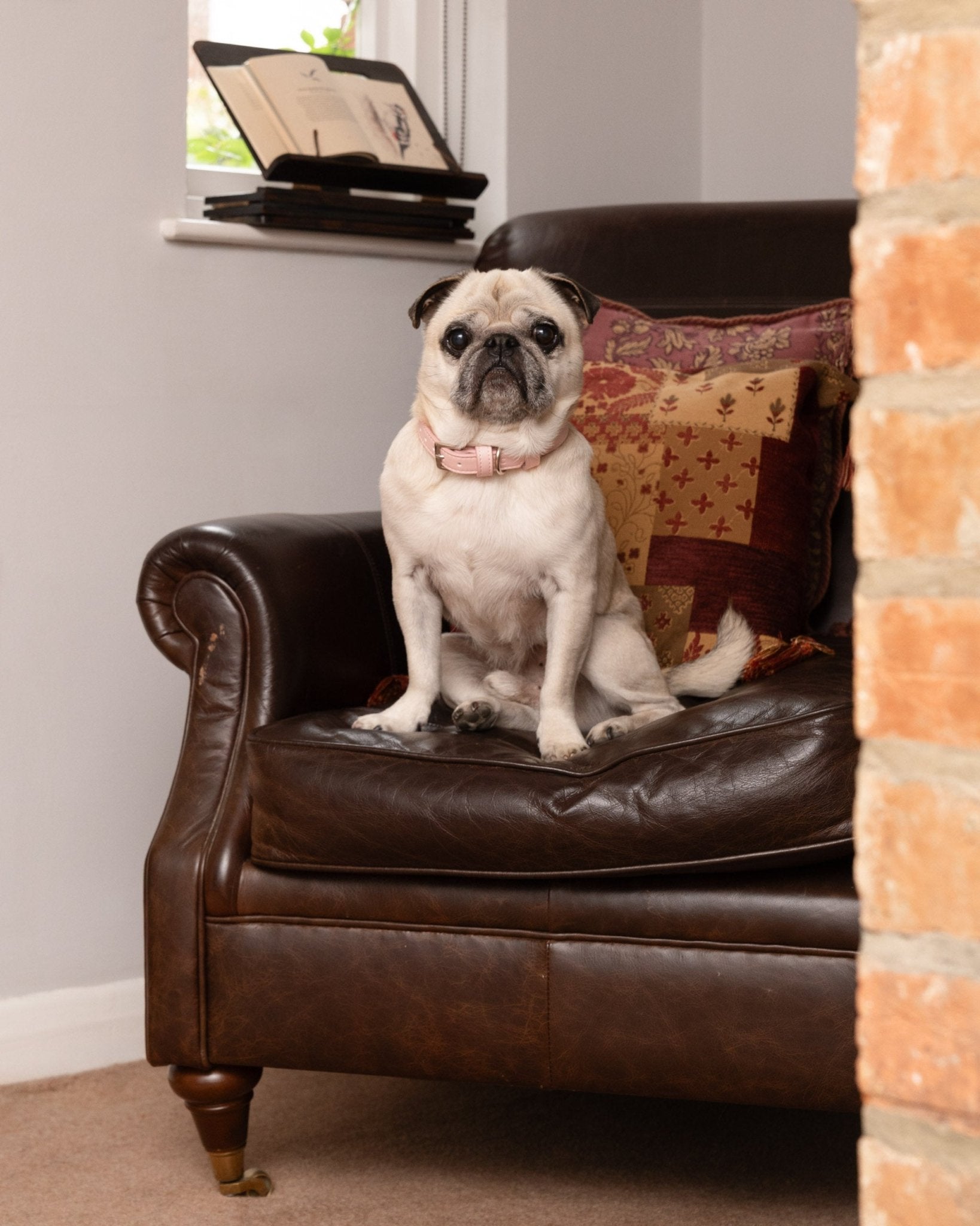Pink Leather Dog Collar - Ralph & Co