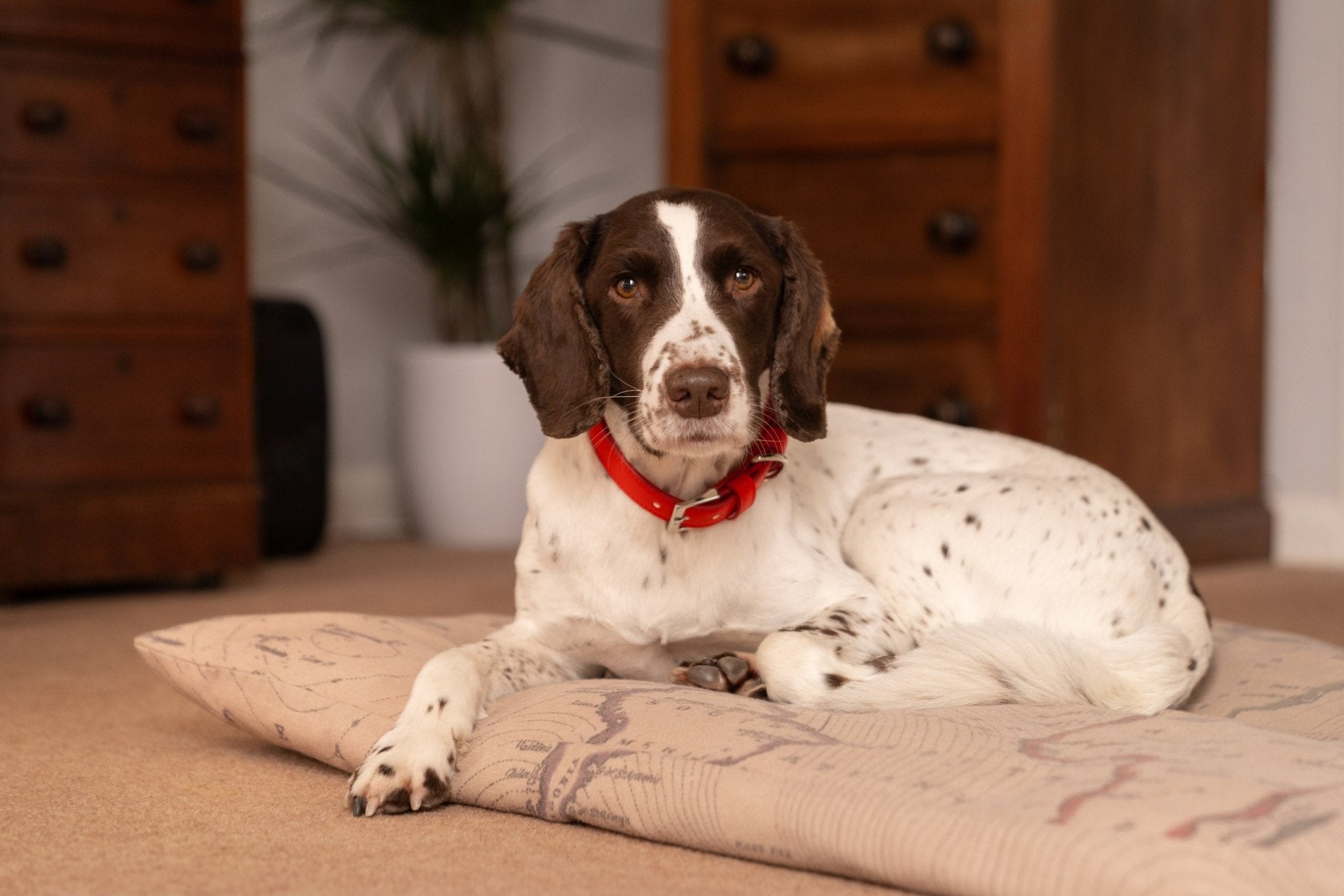 Red Eco Leather Dog Collar - Ralph & Co