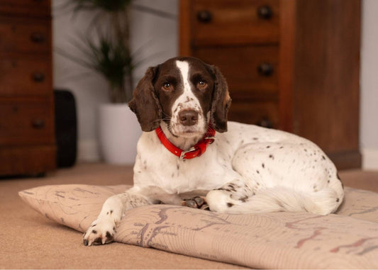 Red Leather Dog Collar - Ralph & Co
